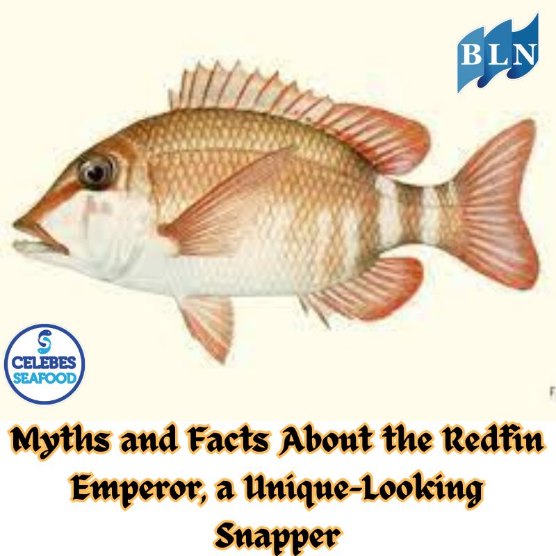 Myths and Facts About the Redfin Emperor, a Unique-Looking Snapper